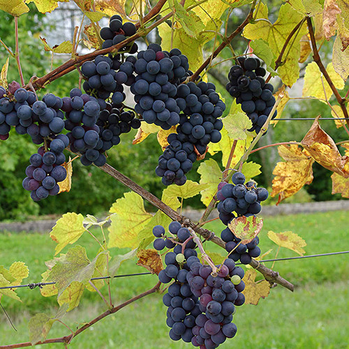 Cаджанці винограду Зейбель №1000 (черенкований) - 2-річний Чернівці - фото 1