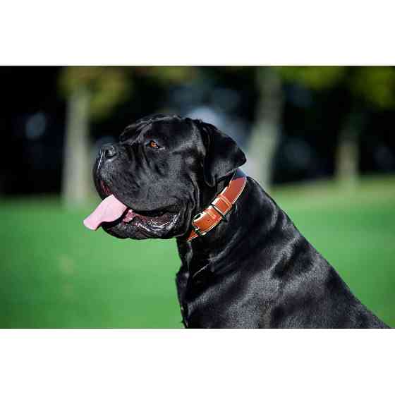 Нашийник для собак шкіряний WAUDOG Soft з QR паспортом, Ш 25 мм, Дов 38-49 см коричневий Коломыя