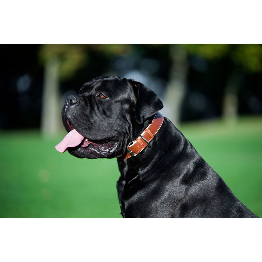 Нашийник для собак шкіряний WAUDOG Soft з QR паспортом, Ш 25 мм, Дов 38-49 см коричневий Коломыя - изображение 6