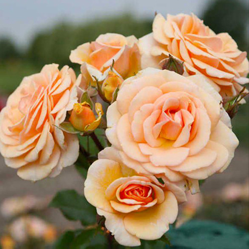 Саджанці троянд Світ Хоней (привитий) - 2-річний Чернівці - фото 1