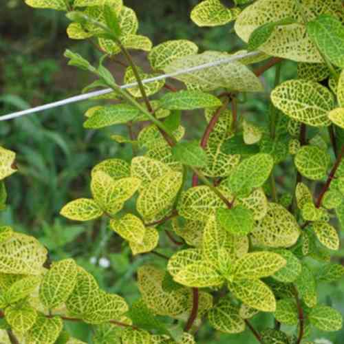 Саджанці жимолості Золотисто-сітчаста (черенкований) - 2-річний Чернівці