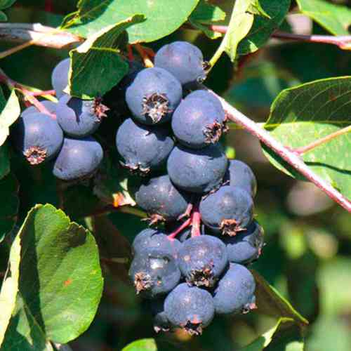 Саджанці ірги Ніч - 1-річний Чернівці