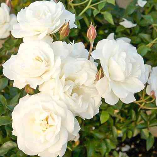 Саженцы роз на штамбе Кристалл (привитый) Черновцы