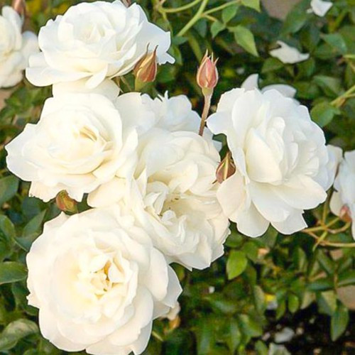 Саджанці троянд на штамбі Кристал (привитий) Чернівці - фото 4