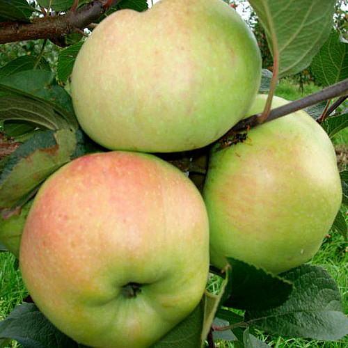 Саженцы яблони Богатырь (привитый) - 2-летний Черновцы - изображение 1