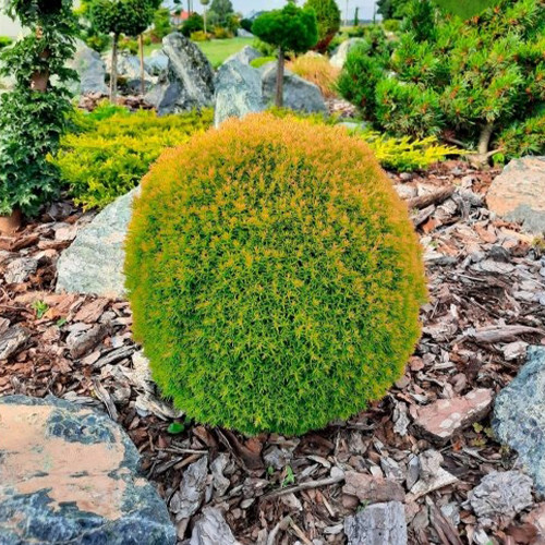 Саджанці туї Анієк Чернівці - фото 1