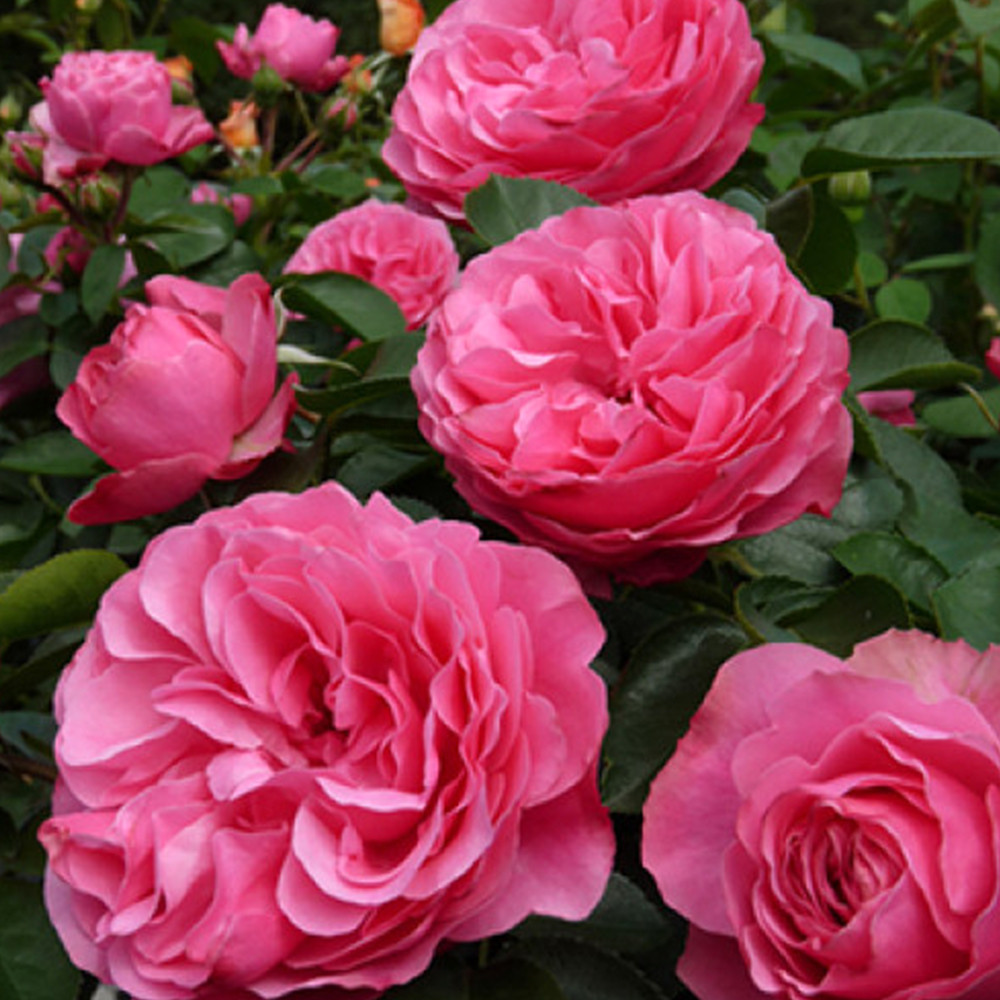 Саджанці троянд на штамбі Леонардо да Вінчі (привитий) Чернівці - фото 3