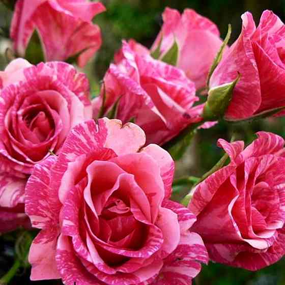 Саженцы бордюрных роз Пинк Флеш (привитый) Черновцы