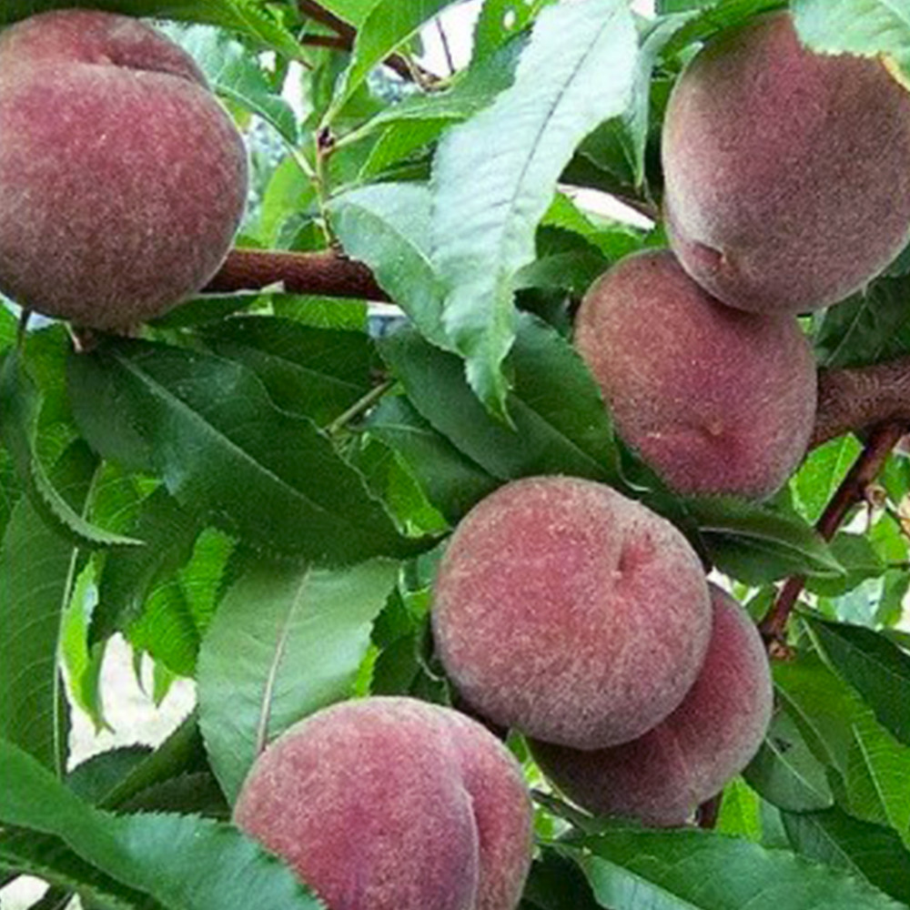 Саджанці персика Блек Бой (привитий) - 1-річний Чернівці - фото 2