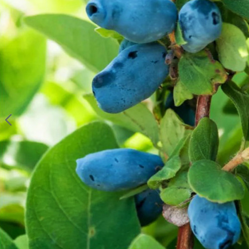 Саджанці жимолості Медова Ягода (черенкований) - 2-річний Чернівці - фото 1