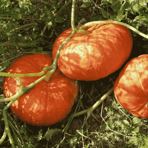 Гарбуз Руж Віф д'Етамп 10шт Професійне насіння Житомир - фото 2