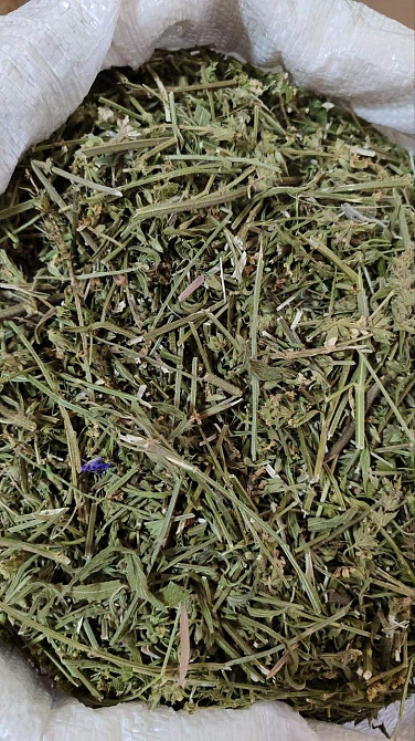 Чистец болотный (трава), 100г. MasterSEM Киев - изображение 1