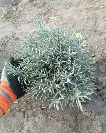 Лавандин сорту Grosso  дворічний сформований  саджанець діаметром до 30 см Ірпінь