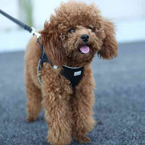 Шлея з повідком для собак/котів Sahuid розмір S (товар вживаний) Луцьк