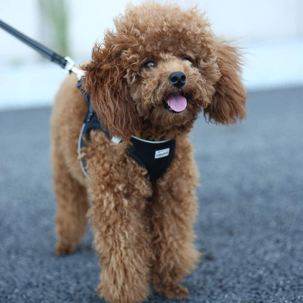 Шлея з повідком для собак/котів Sahuid розмір S (товар вживаний) Луцьк - фото 1