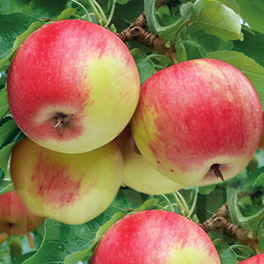 Саджанці яблуні Пінова (привитий) - 2-річний Чернівці - фото 3