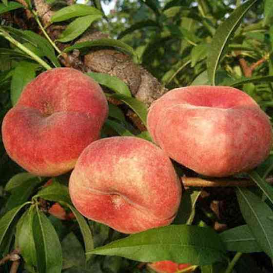 Саджанці персика Уфо 5 (привитий) - 1-річний Чернівці