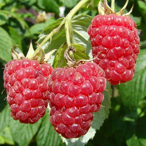 Саженцы малины Амира (черенкованная) - 1-летняя Черновцы - изображение 1