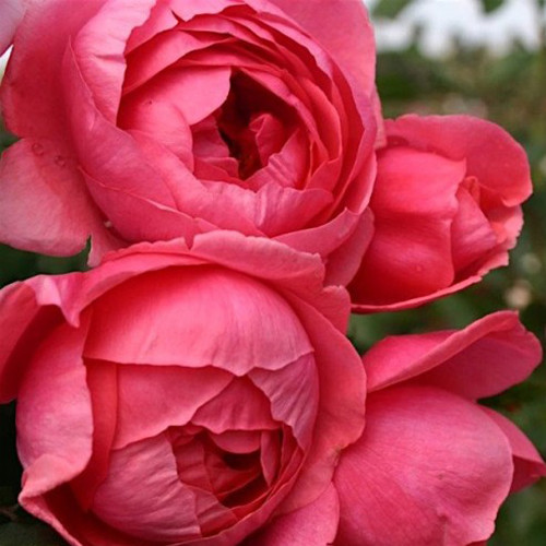 Саженцы роз Гартенпринцессин Мари-Жозе (привитый) - 2-летний Черновцы - изображение 1