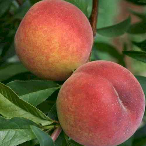 Саджанці персика Серпневий (привитий) - 1-річний Чернівці