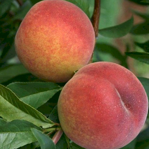 Саджанці персика Серпневий (привитий) - 1-річний Чернівці - фото 1