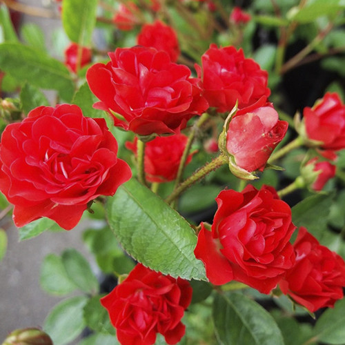 Саженцы роз Аничка (привитый) - 2-летний Черновцы - изображение 1