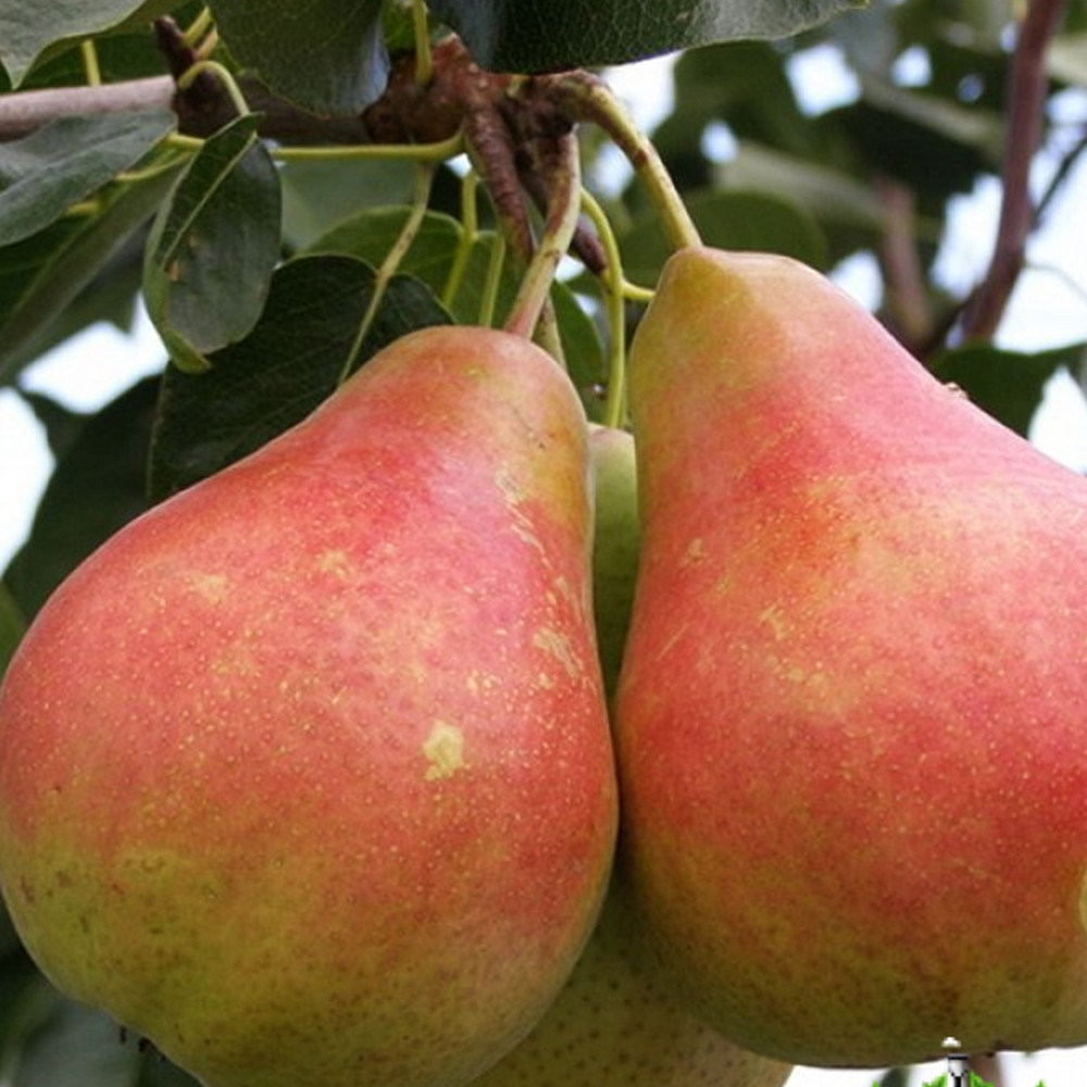 Саджанці груші Весільна (привитий) - 1-річний Чернівці - фото 2