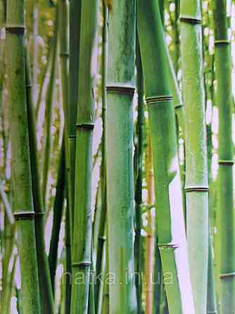 Шпалери вінілові Grandeco One roll one motif 2 A36901 панно мурал 3д бамбуковий ліс зелений салатовий Київ