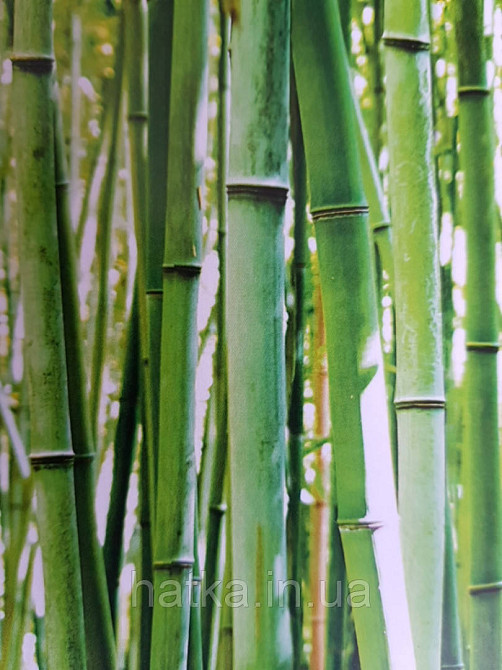 Обои виниловые Grandeco One roll one motif 2 A36901 панно мурал 3д бамбуковый лес зеленый салатовый Киев - изображение 3