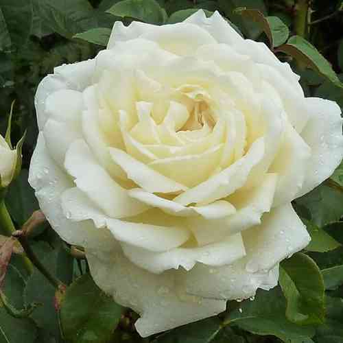 Саджанці троянд Жанна Моро (привитий) - 2-річний Чернівці