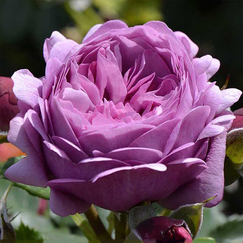 Саджанці троянд Тельма (привитий) - 2-річний Чернівці - фото 1