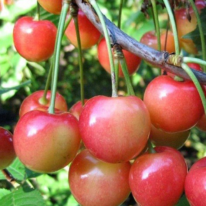 Саджанці черешні Космічна (привитий) - 1-річний Чернівці - фото 1