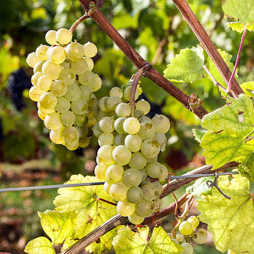 Саженцы винограда Алиготе (черенкованный) - 1-летний Черновцы - изображение 1