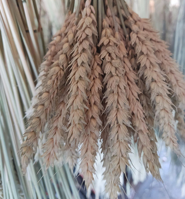 Колоски безостої пшениці 9-11 см Днепр - изображение 8