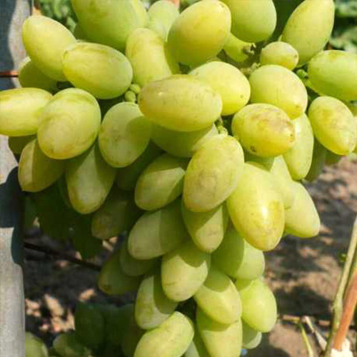 Саженцы винограда Тимур (черенкованный) - 1-летний Черновцы - изображение 1