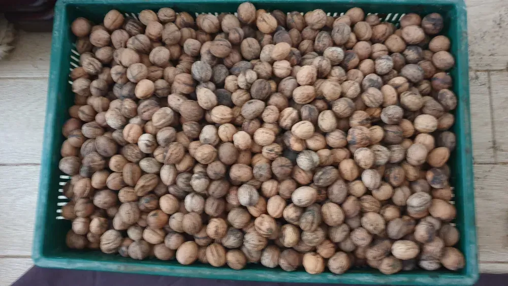 Орехи 2025 года. Одесса Одеса - фото 8