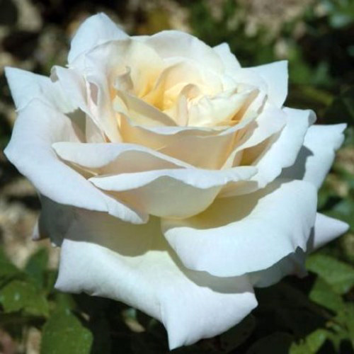 Саженцы роз Пьер Ардити (привитый) - 2-летний Черновцы - изображение 1