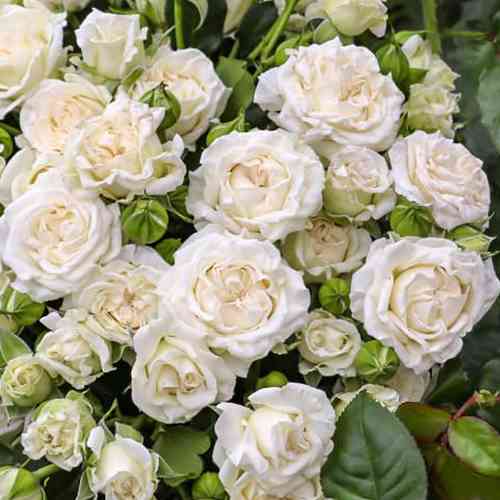 Саджанці троянд Сноу Денс (привитий) - 2-річний Чернівці