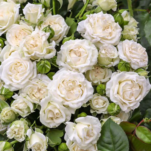 Саженцы роз Сноу Дэнс (привитый) - 2-летний Черновцы - изображение 1