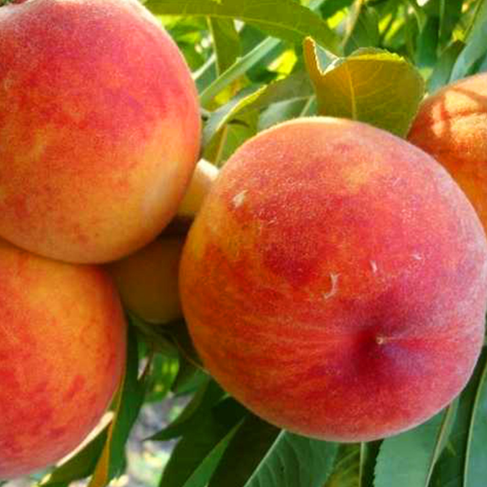 Саджанці персика Коллінз (привитий) - 1-річний Чернівці - фото 1