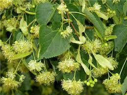 Цвіт липи (Цвет липы) 100г master sem Киев - изображение 1