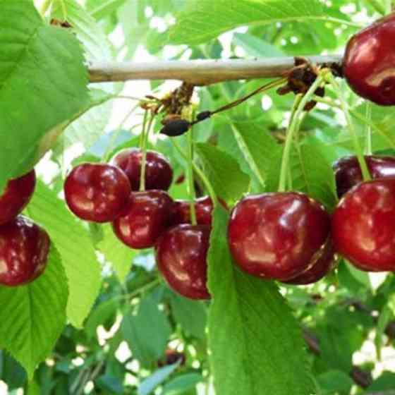 Саджанці черешні Ванда (привитий) - 1-річний Чернівці