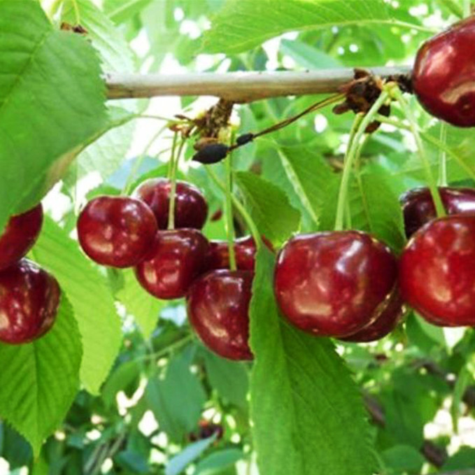 Саджанці черешні Ванда (привитий) - 1-річний Чернівці - фото 1