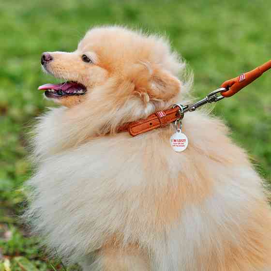 Нашийник для собак шкіряний WAUDOG Soft з QR паспортом, круглий, Д 8 мм, Дов 25-33 см коричневи Коломыя