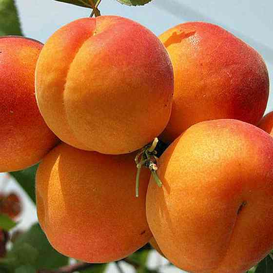 Саджанці абрикоса Ерлі Ред Оранж (привитий) - 2-річний Чернівці