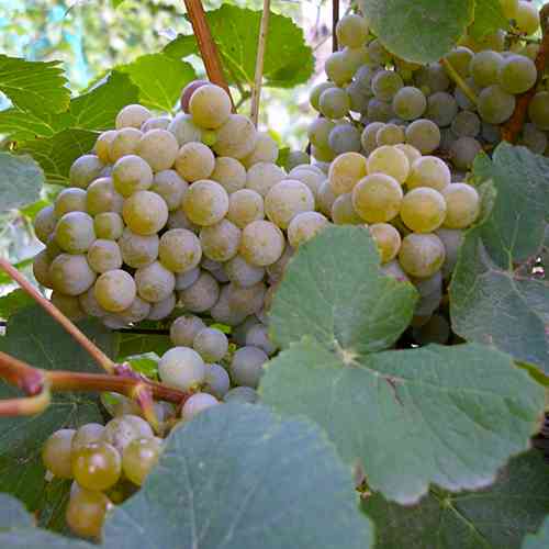 Саженцы винограда Дублянский (черенкованный) - 1-летний Черновцы