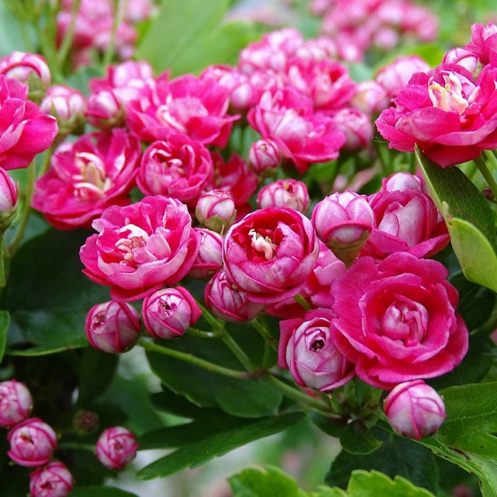 Саджанці декоративного глоду Rosea Flore Pleno Чернівці - фото 1