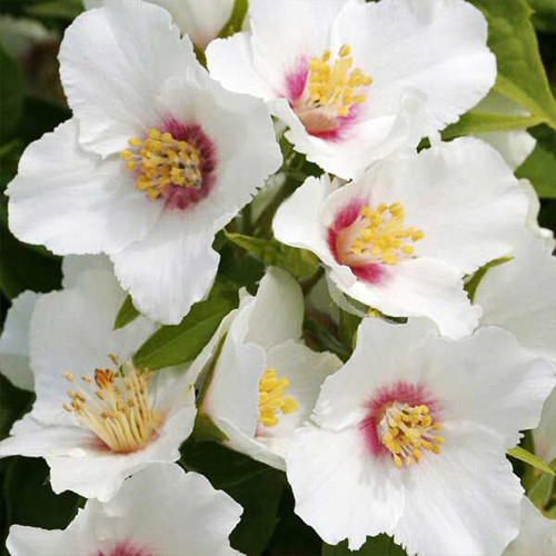 Саджанці жасмину Прекрасна Зірка (черенкований) - 1-річний Чернівці - фото 1