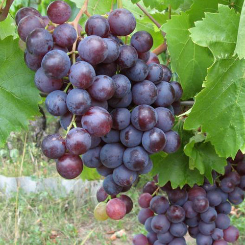 Cаджанці винограду Перлина Молдови (черенкований) - 1-річний Чернівці - фото 1