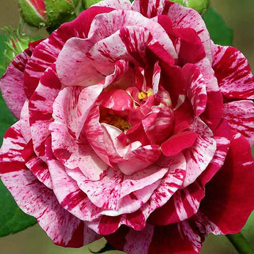 Саджанці троянд Фердинанд Пішар (привитий) - 2-річний Чернівці - фото 1